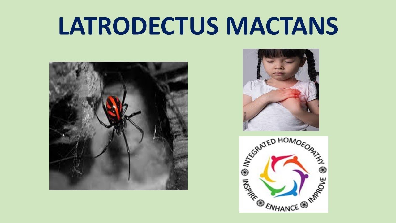 Latrodectus Mactans by INTEGRATED HOMOEOPATHY