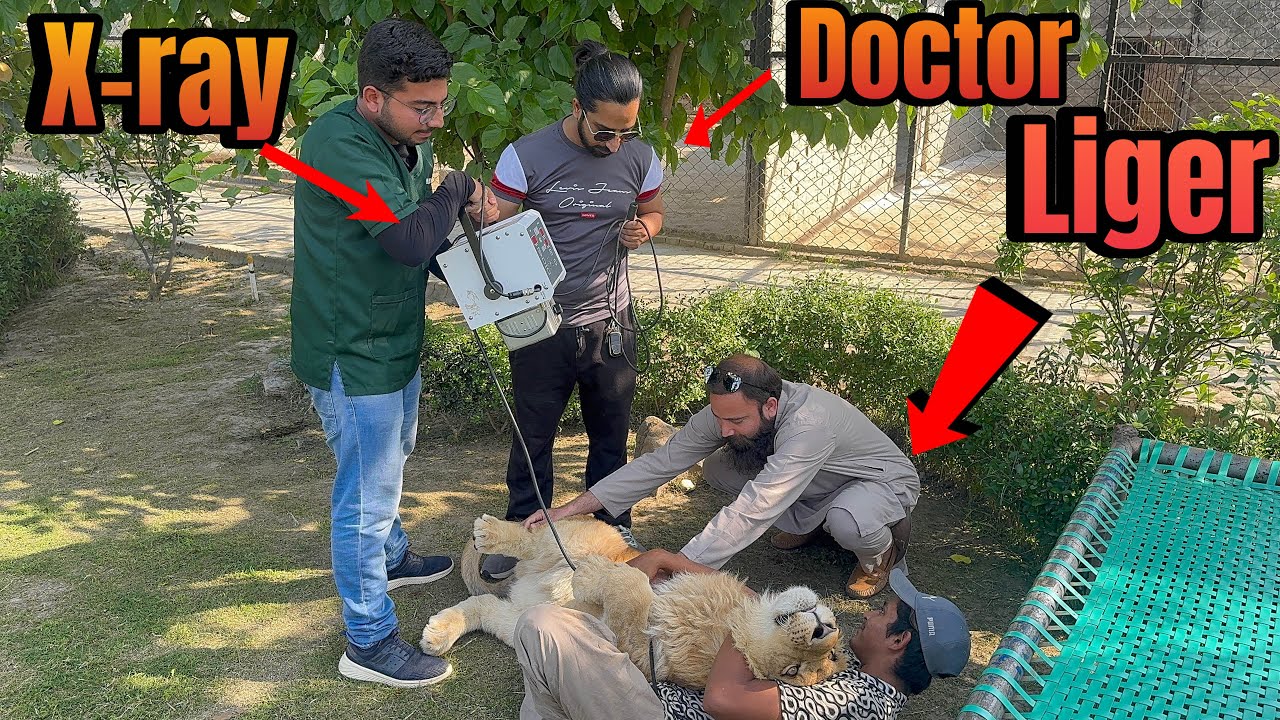 Doctor visit At Farm | Liger ka X-Ray kar Liya🦁👨‍⚕️🩻🩺