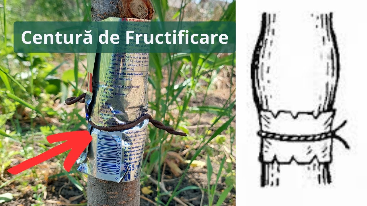 Cum să obții recolte bogate.  Cea mai bună metodă pentru a accelera fructificarea pomului.