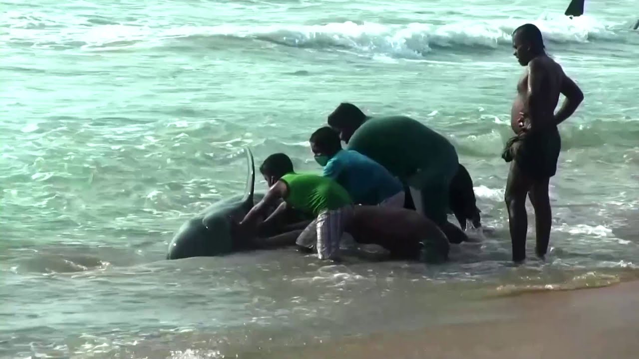 Sri Lankans push beached whales back into sea