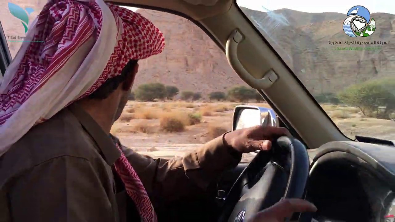 محمية الوعول - الهيئة السعودية للحياة الفطرية Ibex Reserve