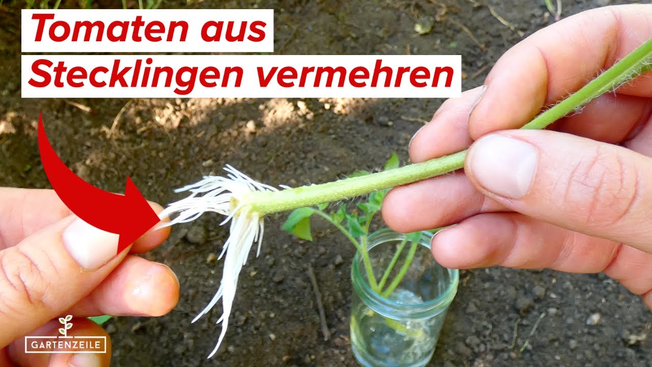Tomaten durch Stecklinge vermehren? Warum du Geiztriebe nicht wegschmei&szlig;en solltest!