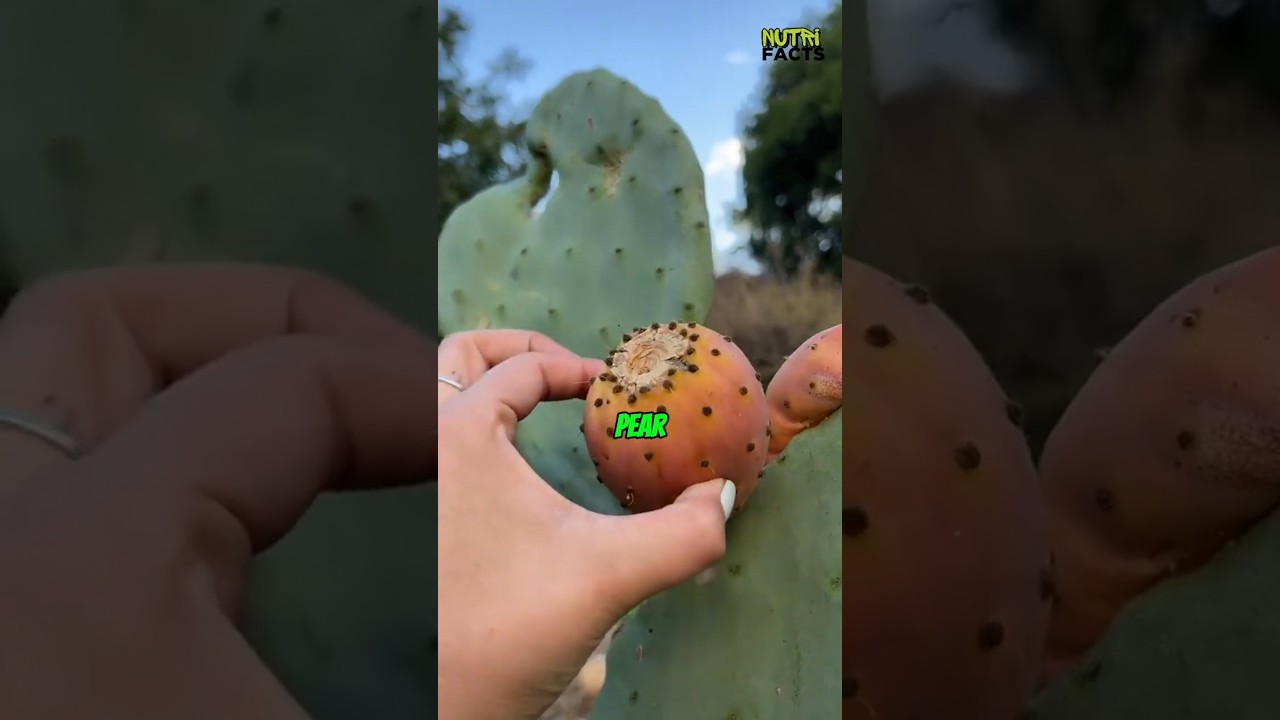 サボテンに実る、意外なジューシーフルーツ5選🌵