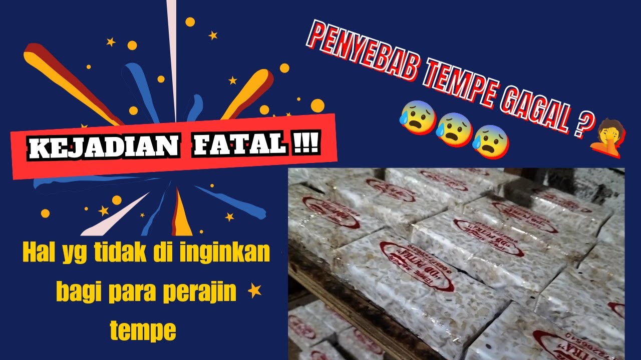 Ciri ciri tempe gagal dan penyebab tempe gagal atau tempe tidak jadi