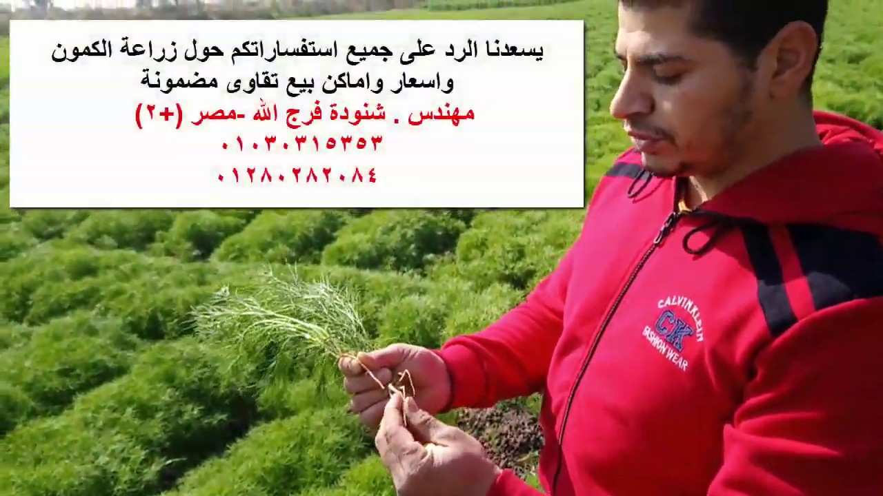 زراعة الكمون فى مصر بالطريقة الصحيحة والحصول على اعلى انتاجية للفدان