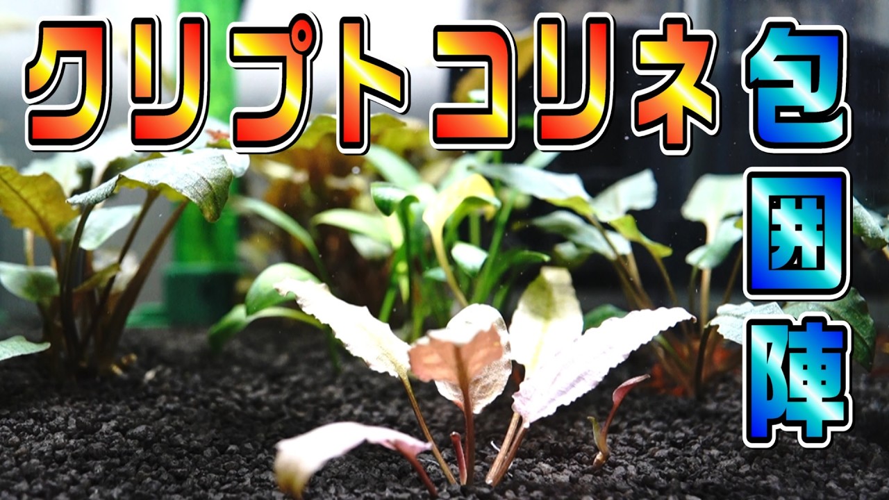 【チェリーシュリンプ】クリプトコリネを植えまくった、セラミック底床エビ水槽の数か月後【アクアリウム】