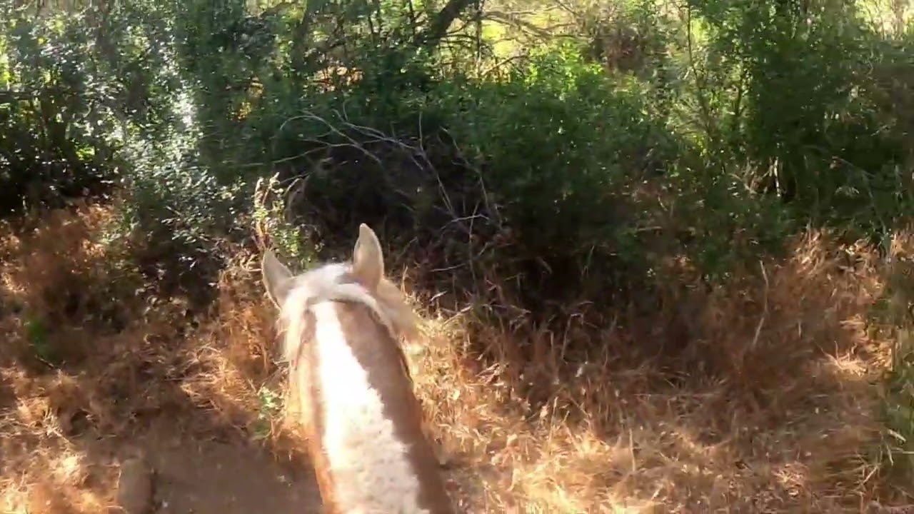 laceros cuadrilla los gato#11