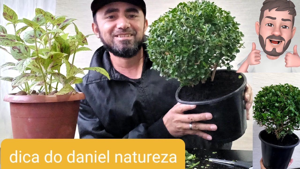 Buxinho como fazer a poda  mas adubação @DanielNatureza851