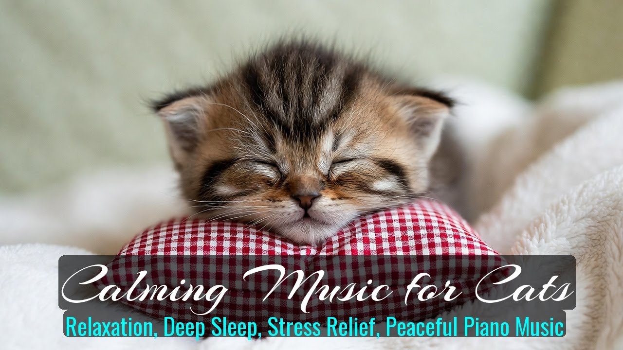 Calming Music for Cats - Relaxation, Deep Sleep, Stress Relief, Peaceful Piano Music | Season 29