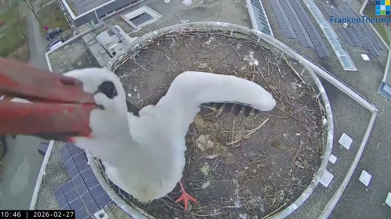 Bad Königshofen - 27.02.2026 : Wildes Frühlingstänzchen von Schorsch