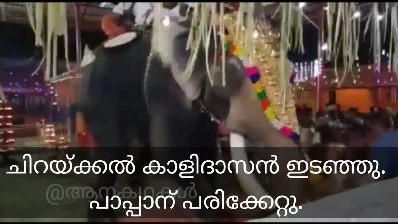 ചിറയ്ക്കൽ കാളിദാസൻ ഇടഞ്ഞു, പാപ്പാൻ വിനോദിനു പരിക്കെറ്റു |Aanakathakal | Chirakkal kalidasan attack