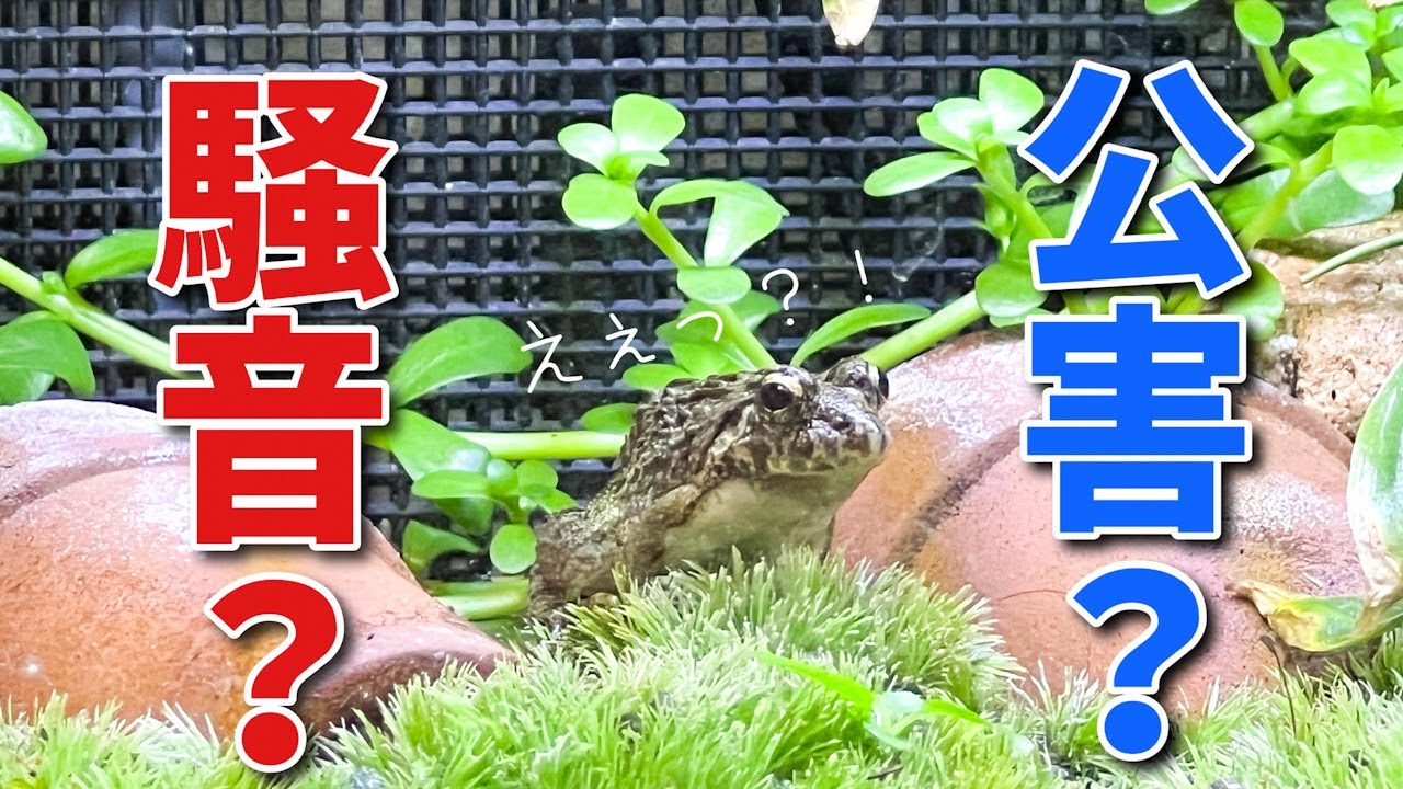 ヌマガエルってうるさいの？飼育下におけるヌマガエルの鳴き方