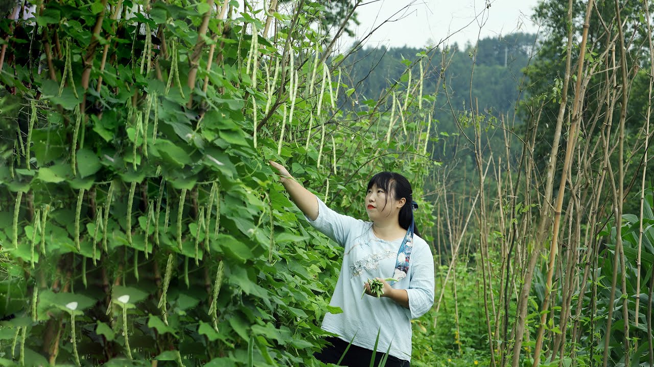 Green Beans 在地裡摘些四季豆，做成四季豆臘排骨湯 和乾煸四季豆！【余小鄉】