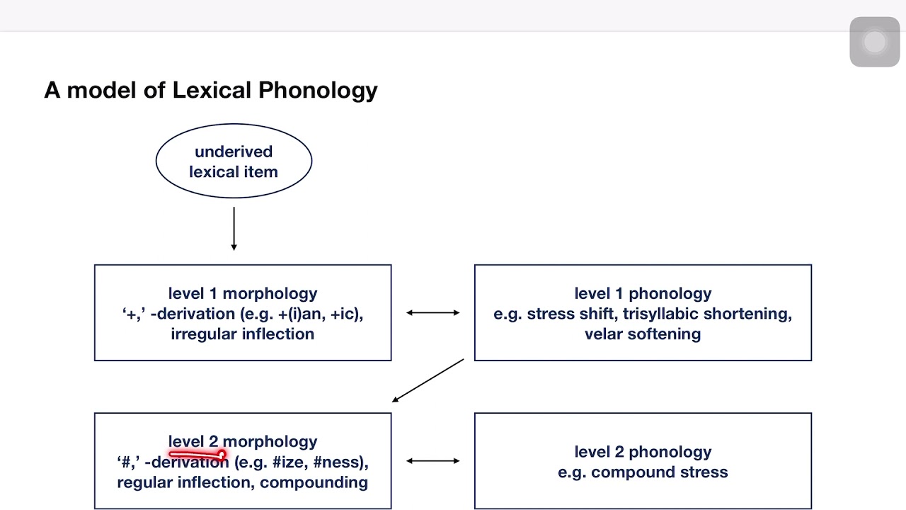 Lexical Phonology: Interplay of Morphology and Phonology