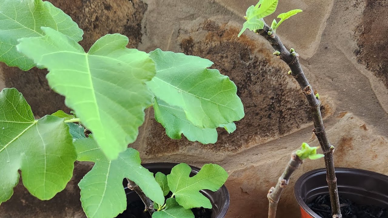 Growing figs from cutting #figsfromcutting #backyardgardening #goldenfigs