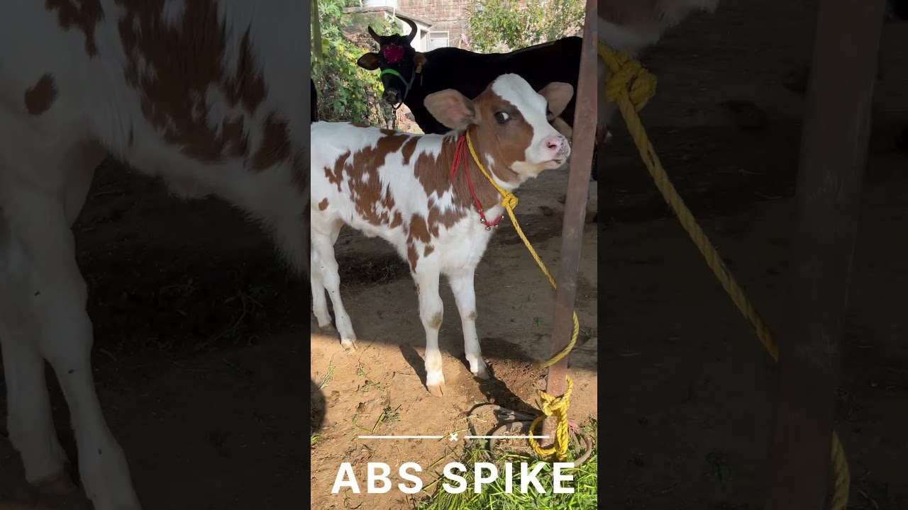 Abs spike bull calf#youtubeshorts