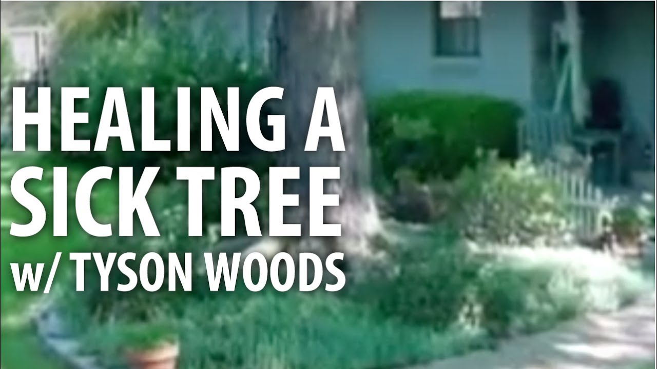 Healing A Sick Tree w/ Tyson Woods - The Dirt Doctor