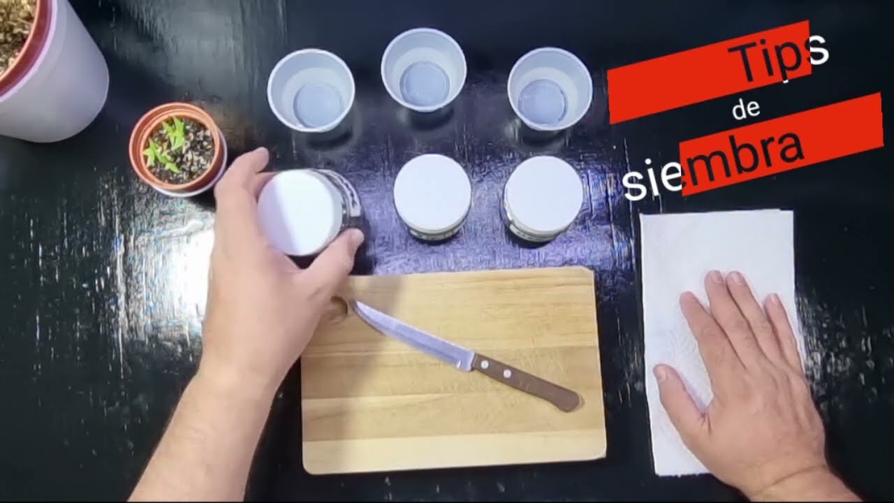 T&iacute;ps de siembra de semillas chiles / Germination Seeds / Greendez