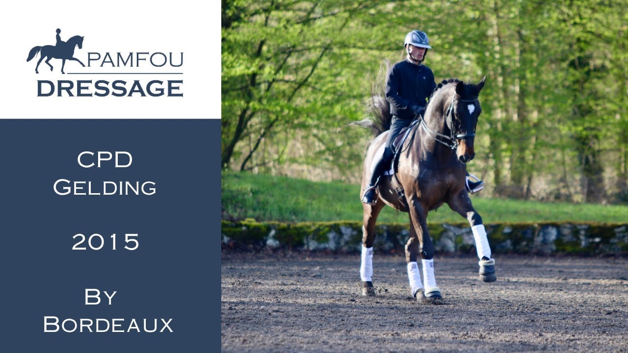 DRESSAGE HORSE FOR SALE | Inter II Gelding (2015)