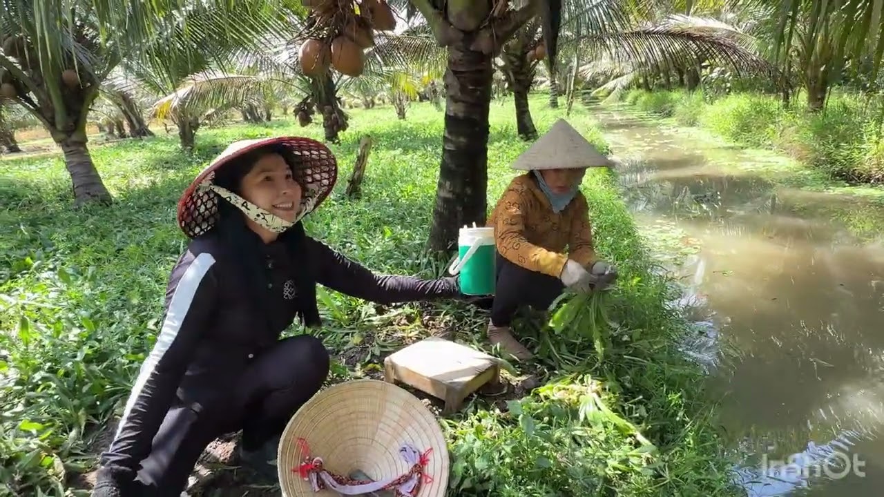 Dc tin có người mua dừa chị e nhà khánh đầy phấn khởi thu hoạch hăng say