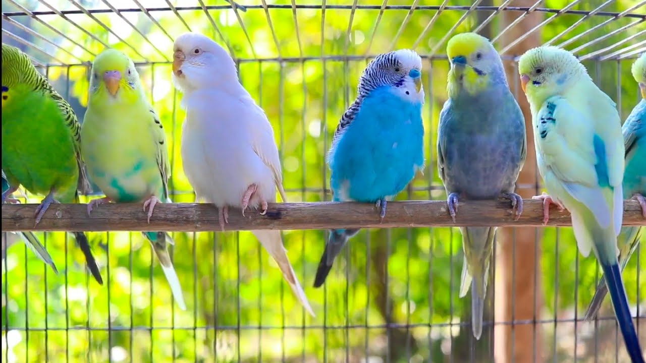 Budgies singing in Pet Store | Parakeet Sounds | 6 Hour