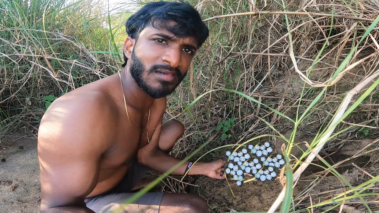 ඉබි බිත්තර හොයලා අමුවෙන් බිව්වා මචං🐢🥚😮| Turtle found eggs and drank them raw, man | @JungleBoy-7
