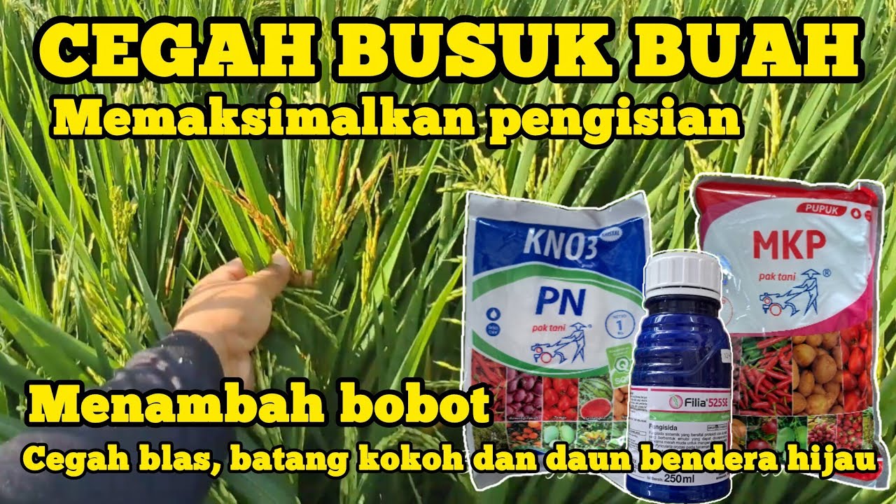 FILIA 525SE,CURAH HUJAN TINGGI,WASPADAI BUSUK BUAH,BLAS,HAWAR DAUN,HAWAR BATANG.