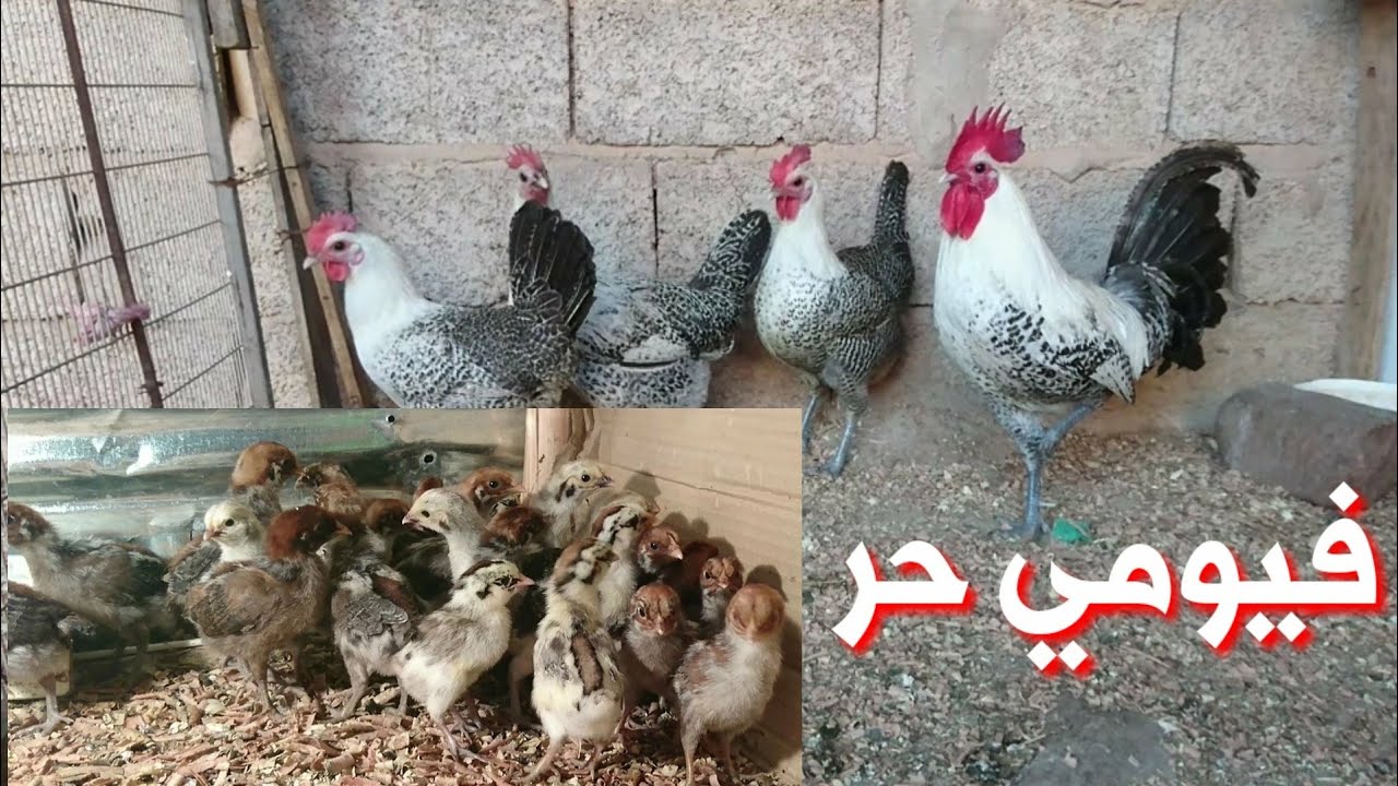 تربية دجاج الفيومي فوق سطح المنزل 0707649368 ☎️