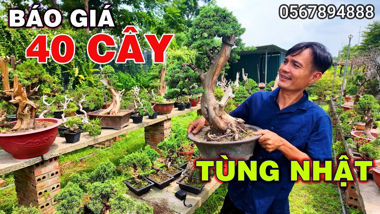 Hòa Duy báo giá giao lưu 40 cây Tùng Nhật bonsai ở Hà Nội