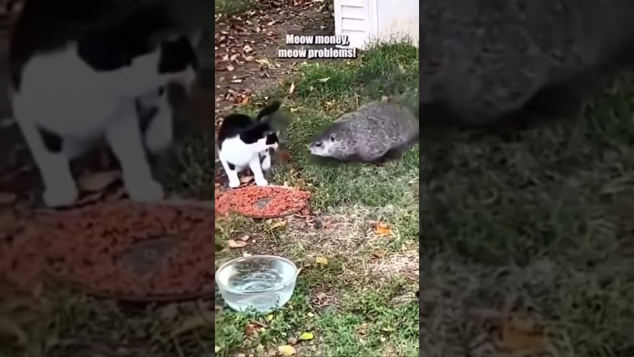 Making new friends is meowhard 😁🐈🦫