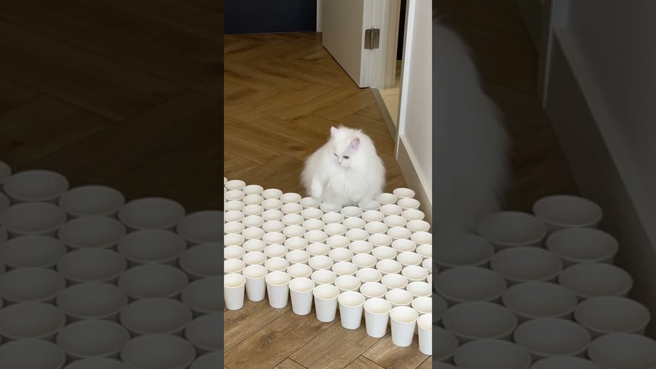 Trying new challenges 🐱 | White fluffy cat | Cat game