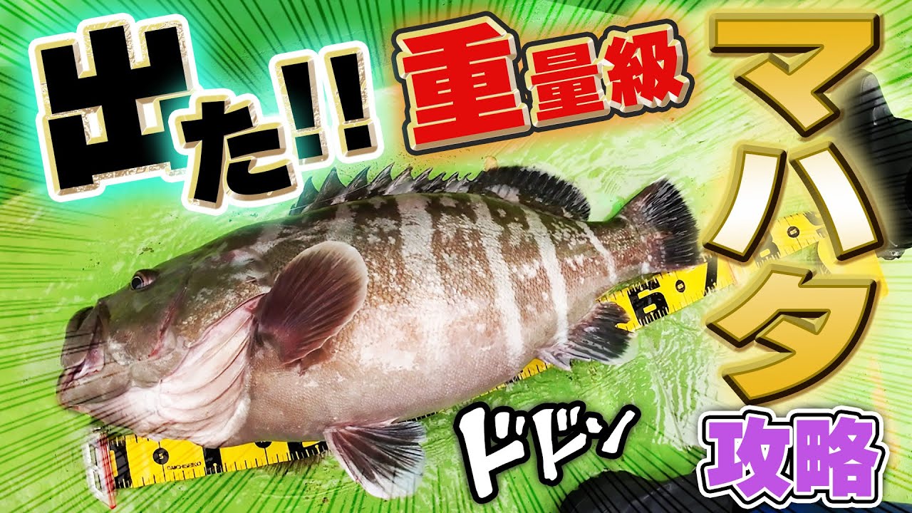 【ライブベイトでマハタ釣り】千葉県勝山港の萬栄丸でイワシ泳がせて超高級魚マハタ70㎝6キロ‼️（再掲）