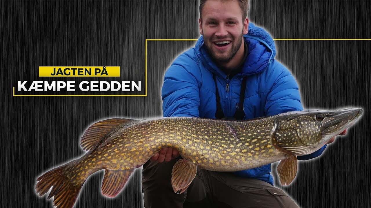 JAGTEN P&Aring; K&AElig;MPE GEDDEN -- Meters Gedde Bonanza (#3)
