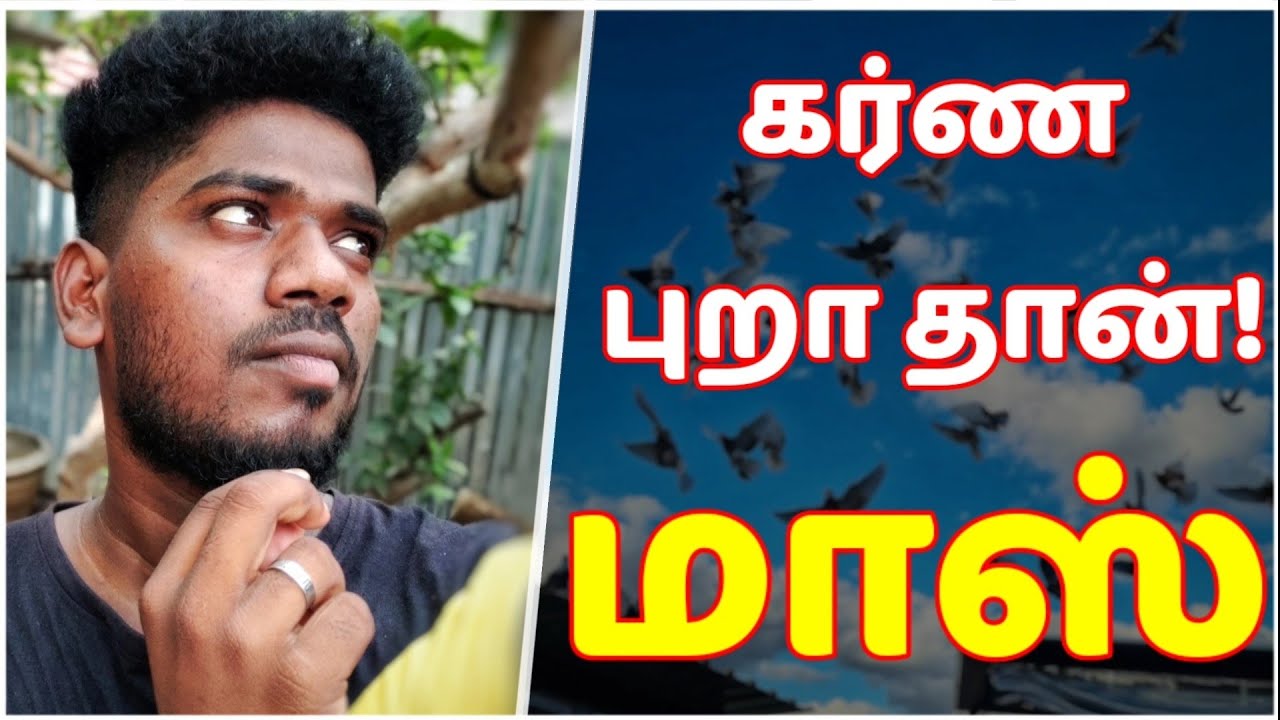 🕊️நான் எதற்கு கர்ண புறாவை Choose பண்ணேன் ? | கர்ண புறா தான் மாஸ் 😎 | DRK_Vlog |