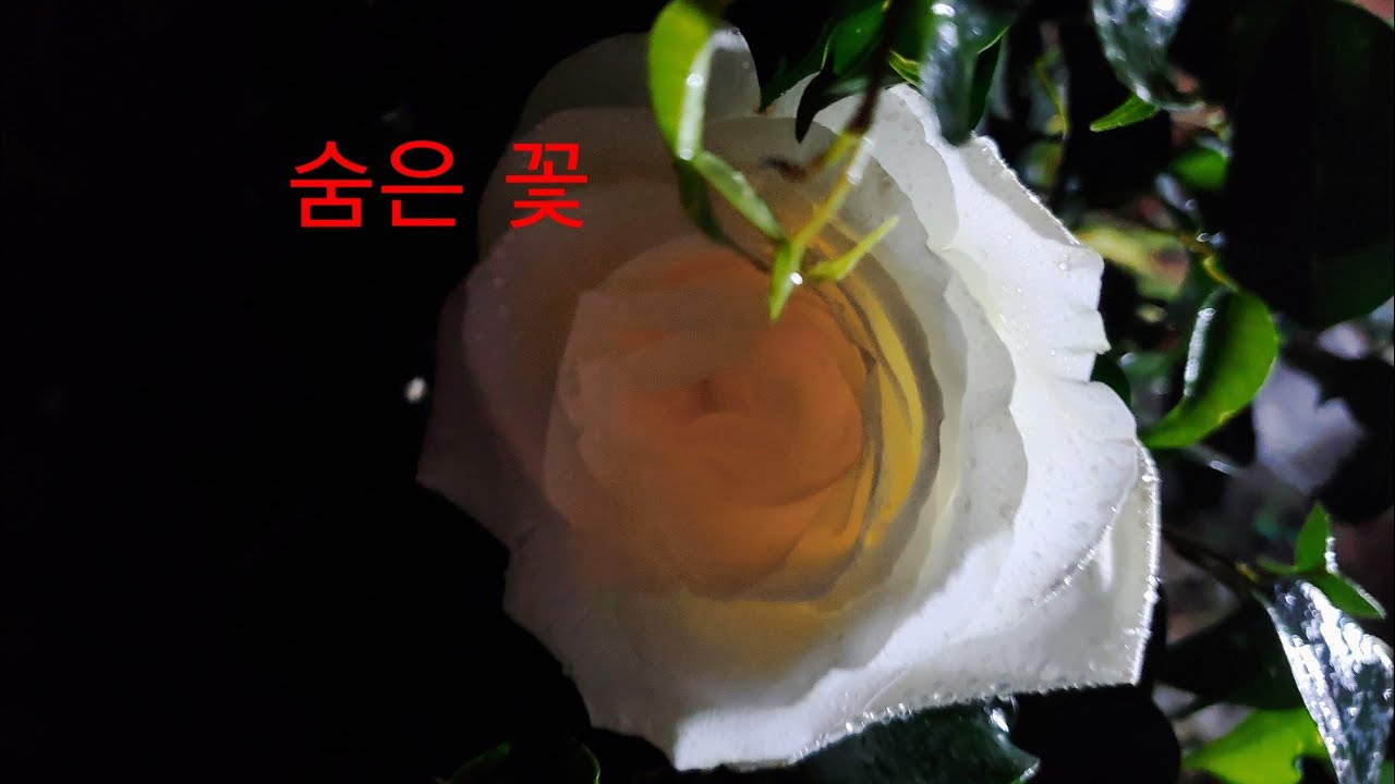 숨은 꽃💐