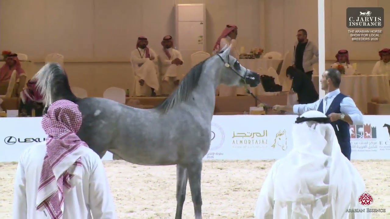N 112 HANA EZZ ALSHAMAL   The Arabian Horse Show For Local Breeders 2026   Fillies 3 Years Old Class