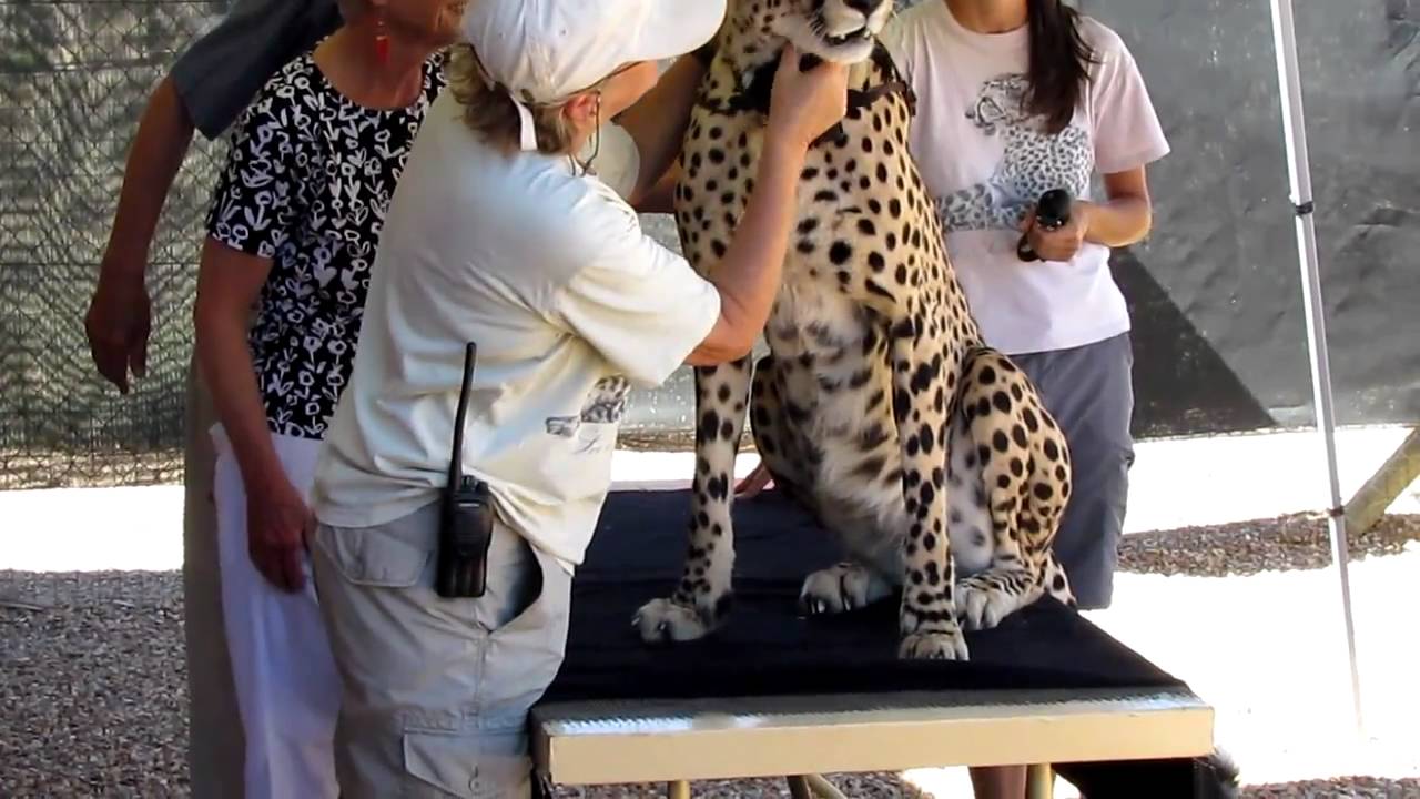 Spier Cheetah Outreach Center - Cape Town, South Africa