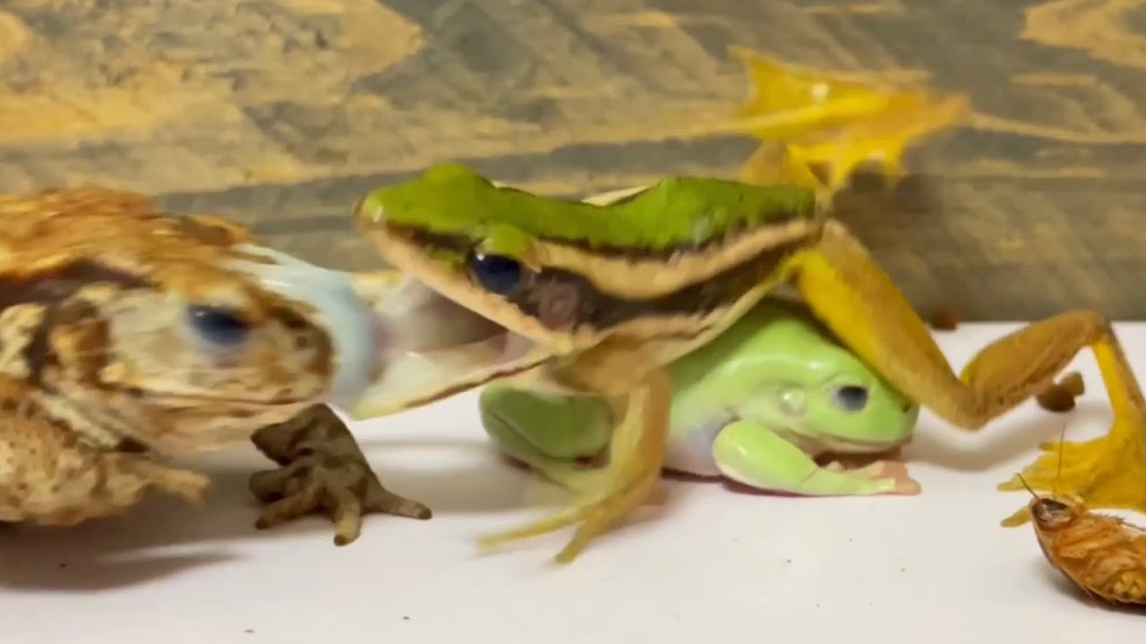 Naseem attacked Tyson 🐸 [Frog and Toad] Asiatic Green Toad, Miyako Toad, Australian Green Tree Frog