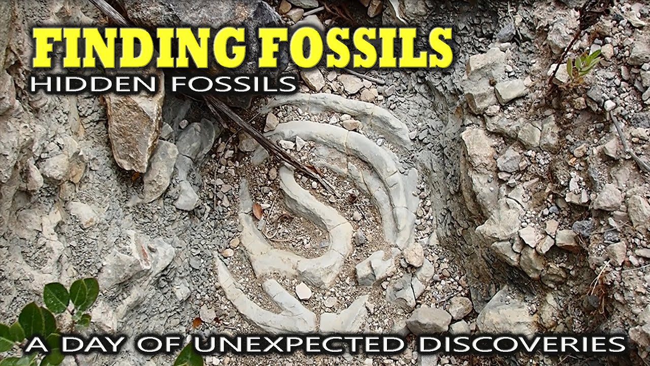HIDDEN FOSSILS; A DAY OF UNEXPECTED DISCOVERIES
