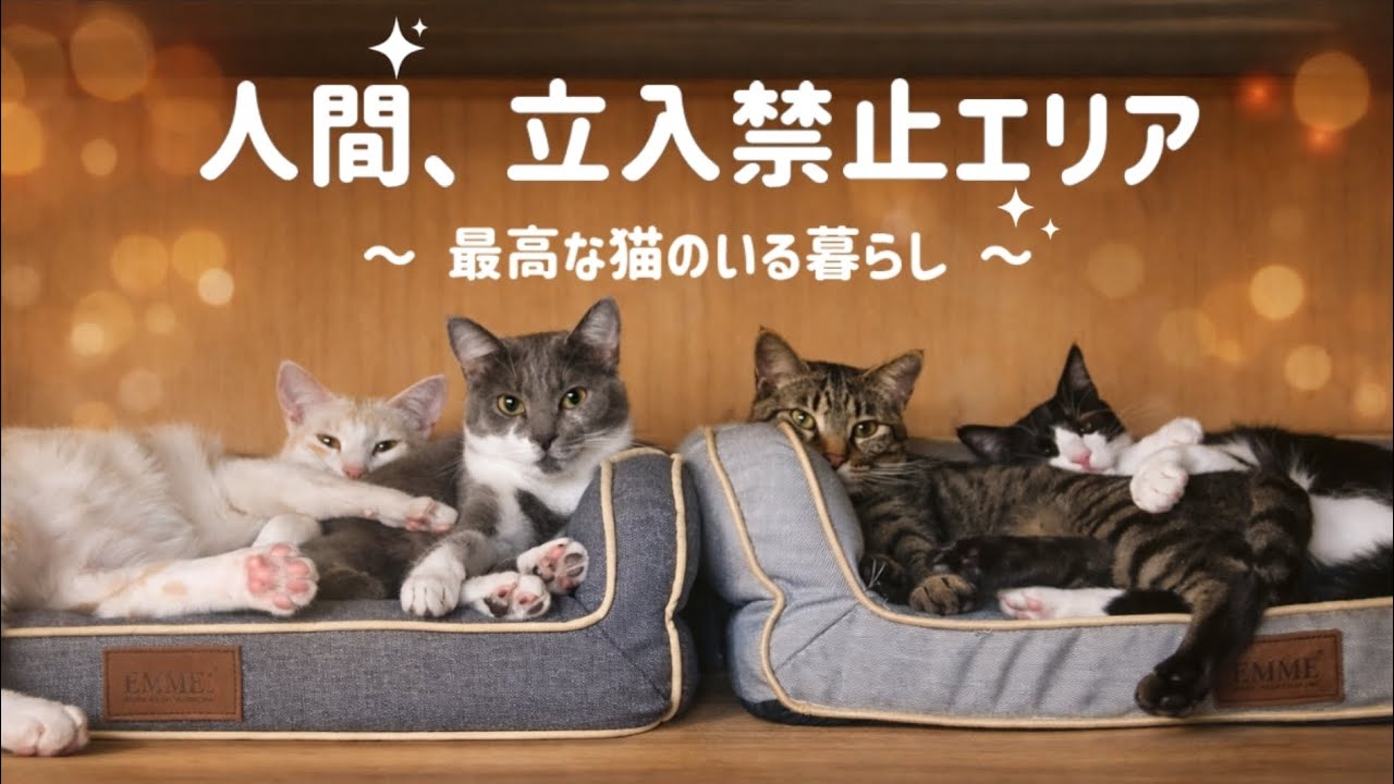 猫たちが作り出す空間に、人間は完全に部外者【禁止×エリア】～最高な猫のいる暮らし～