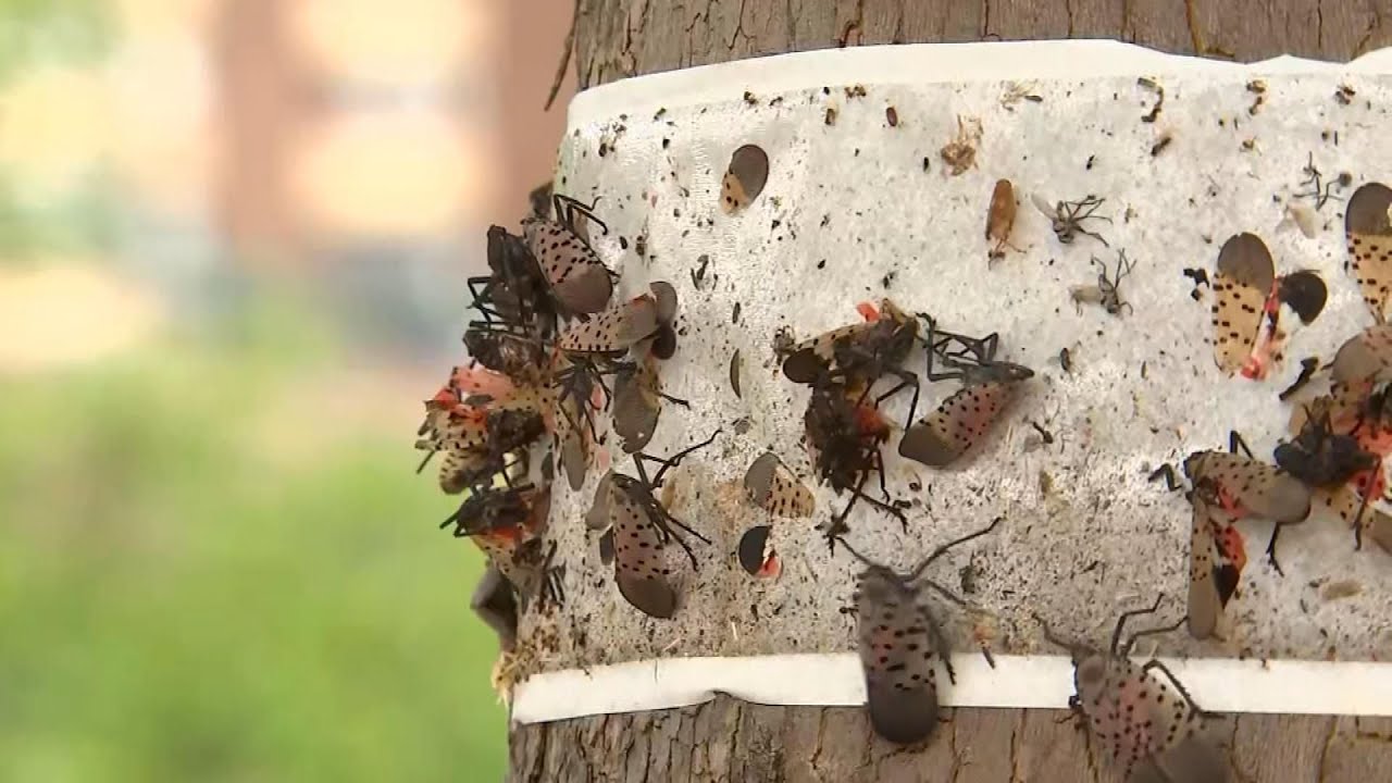 Spotted lanternfly sticky traps are harmful to other wildlife, experts say