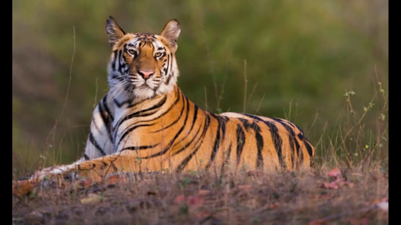 All information about Tigers | Facts About Tiger | Tiger Facts For Kids | World Animals (New)