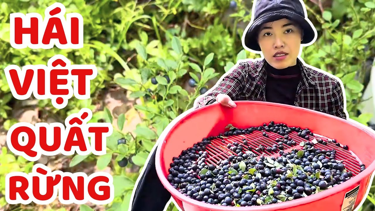 V&agrave;o Rừng H&aacute;i Việt Quất M&ugrave;a H&egrave; Ở Phần Lan. Mun H&aacute;i D&acirc;u Rừng C&ugrave;ng Mẹ - Th&uacute;y Jyri Family Phần Lan