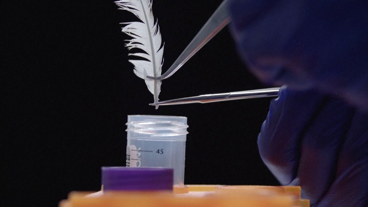 Lab Grown Chicken Meat