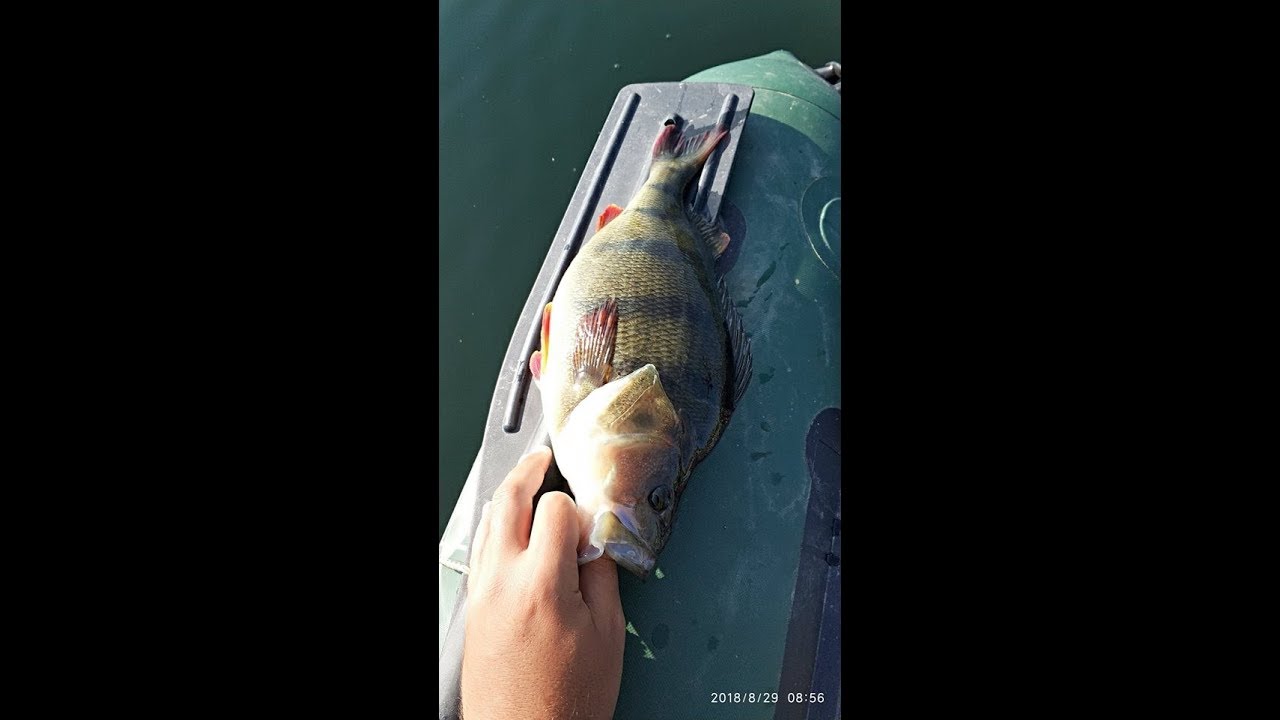 Fiiish black minnow for Perch