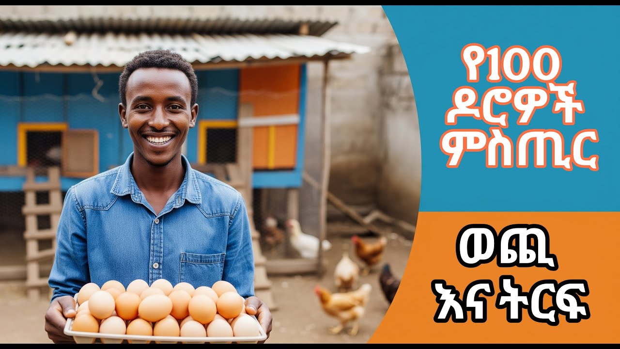 የ100 ዶሮዎች ሙሉ ወጪ እና ትርፍ ተብራራ