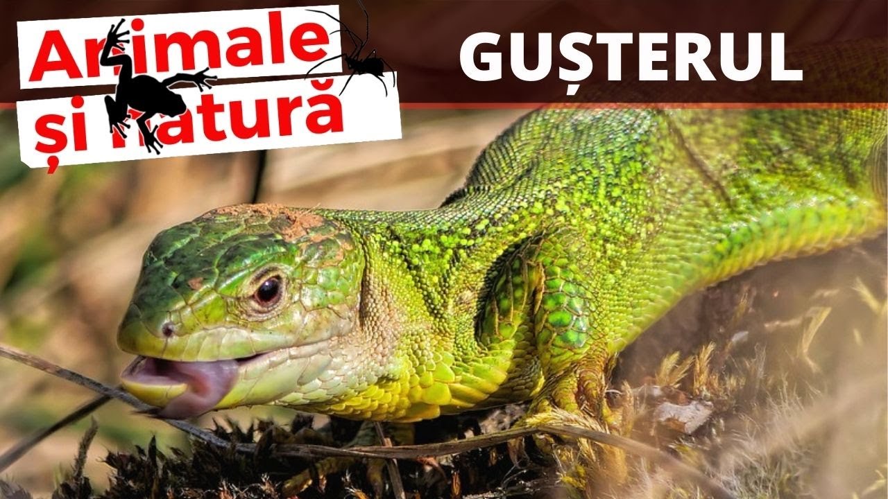 Gusterul, mai mult decat o soparla. Cine este dusmanul natural de temut al gusterului?