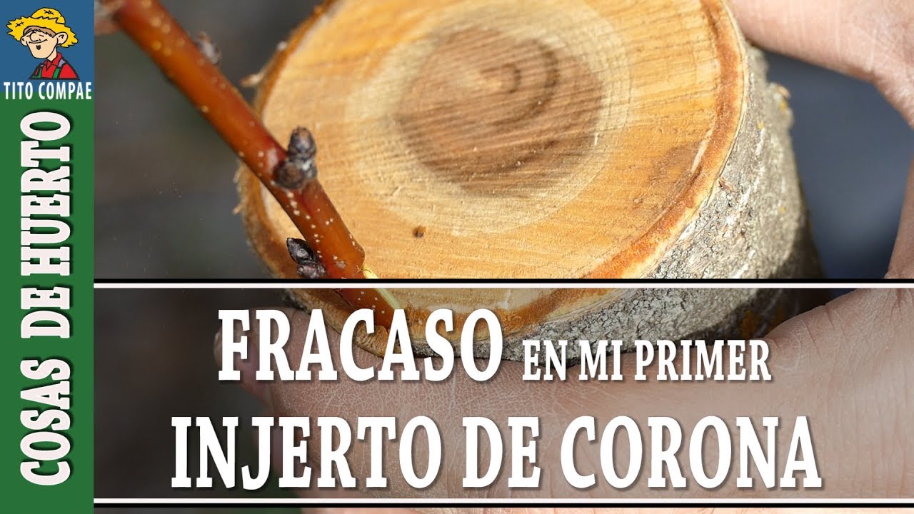 INJERTO de CORONA o de CORTEZA. 12  ERRORES POSIBLES // Tito Compae.