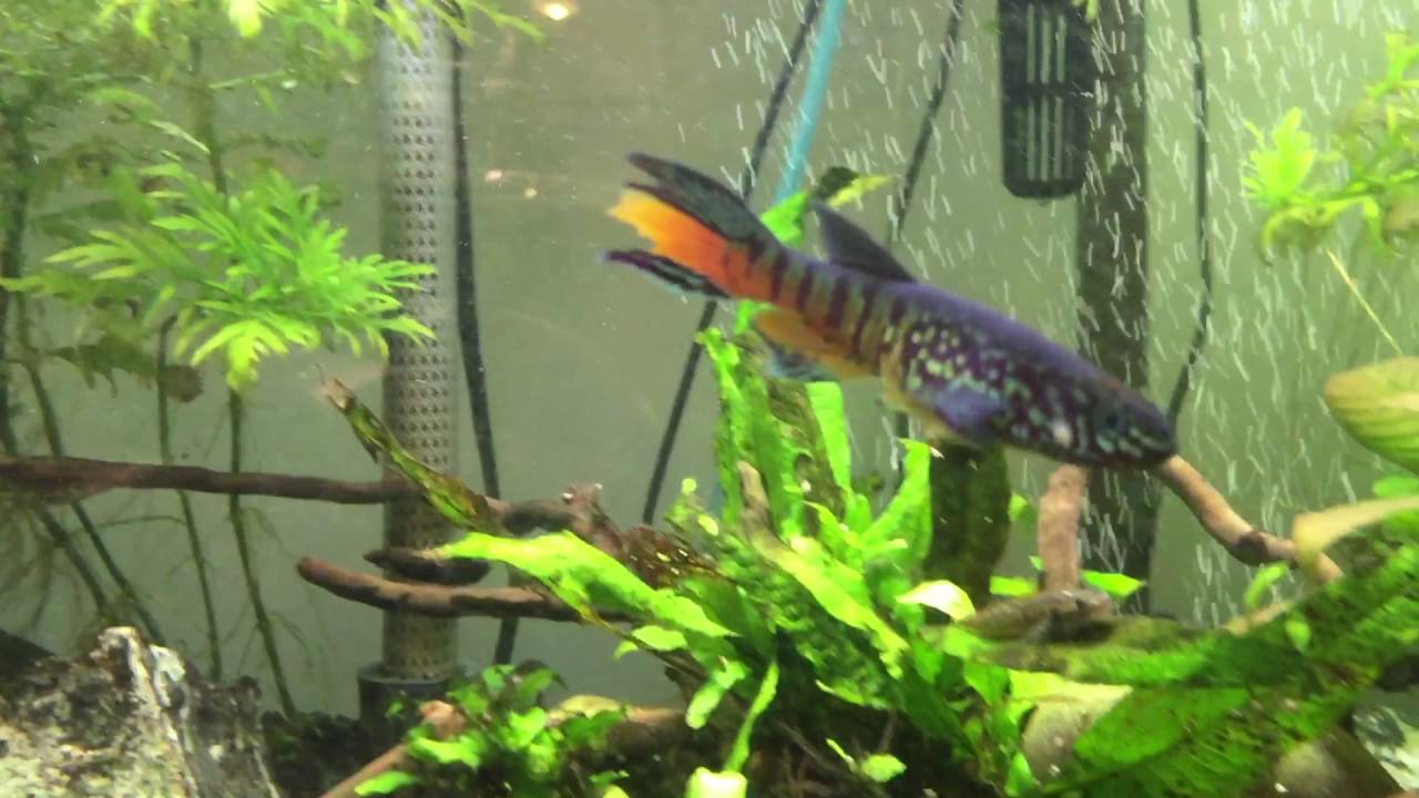 75 ga tank full of Blue gularis killifish