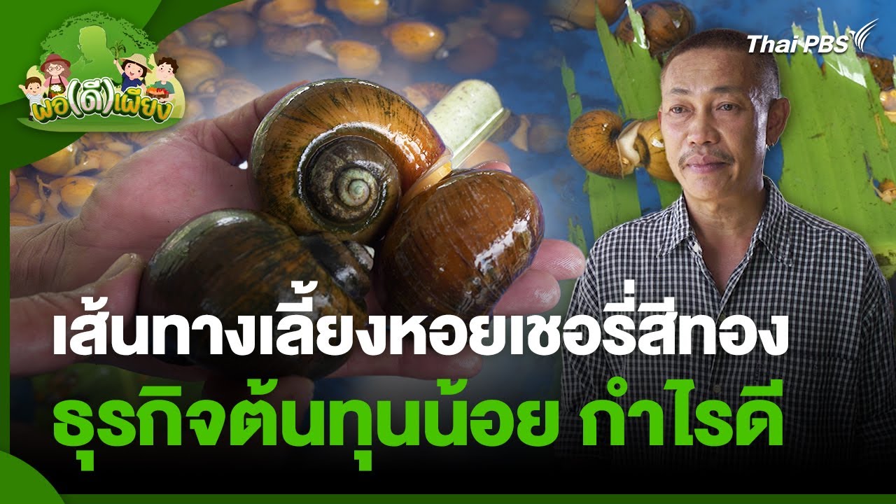 ลาออกจากงานประจำสู่เส้นทางเลี้ยงหอยเชอรี่สีทอง ธุรกิจต้นทุนน้อย กำไรดี | พอดีพอเพียง